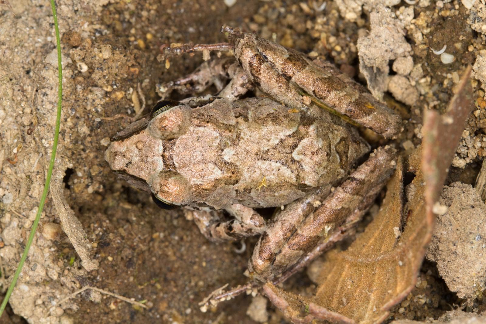 Cachabi-rövargrodor — 3/3
