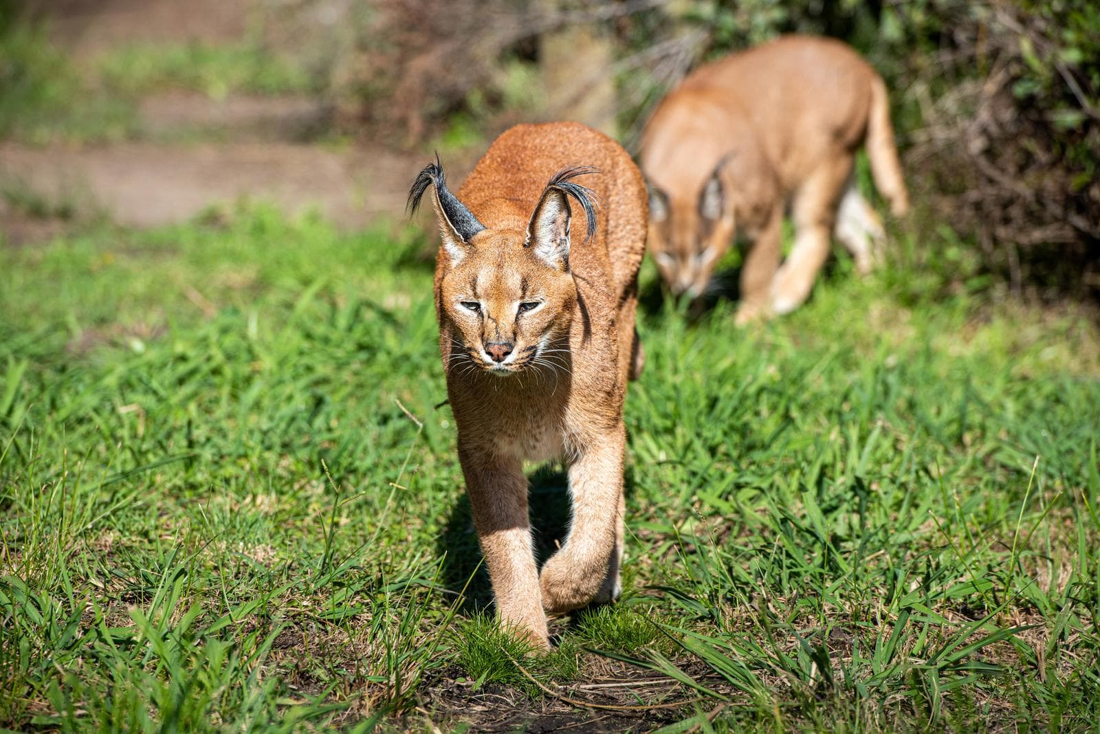 Caracal — 2/3