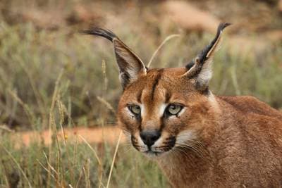 Caracal