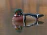 Carolinaand