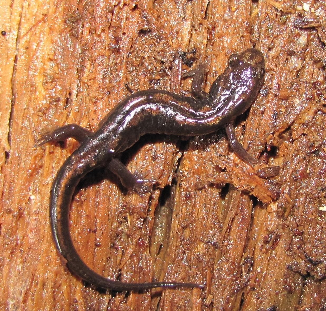 Carolinaskuggssalamander — 2/3