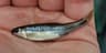Central stoneroller