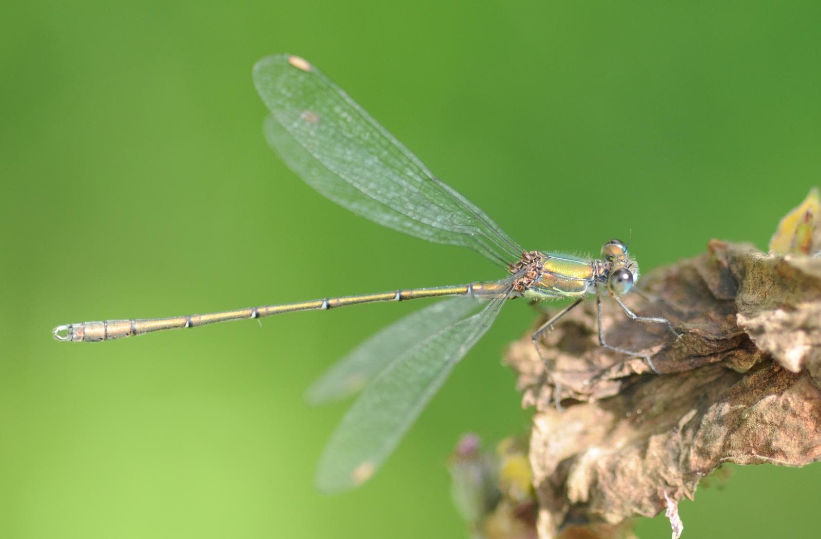 Chalcolestes viridis — 1/3