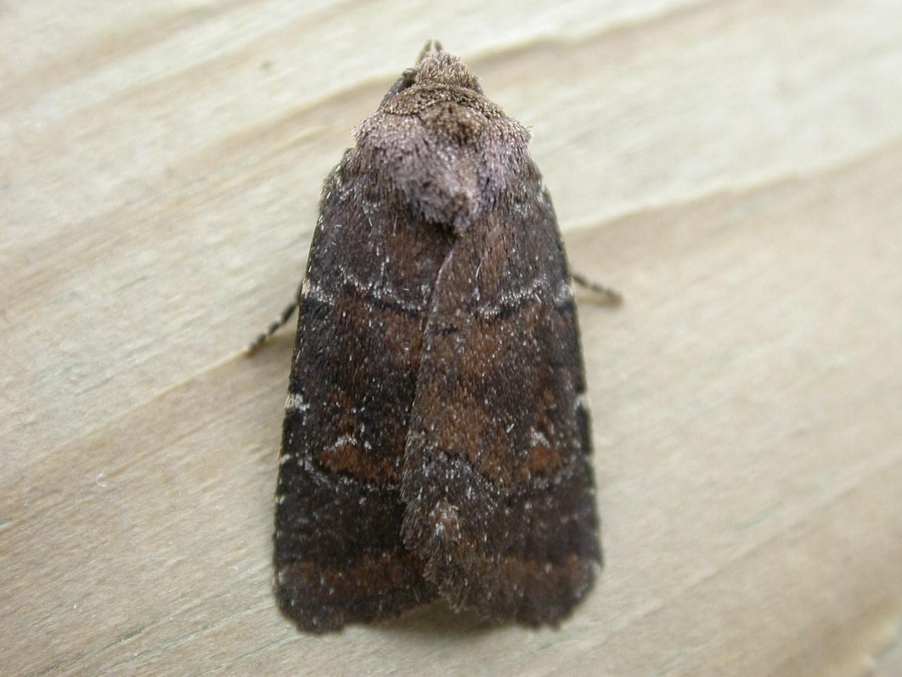 Charanyca ferruginea — 1/3