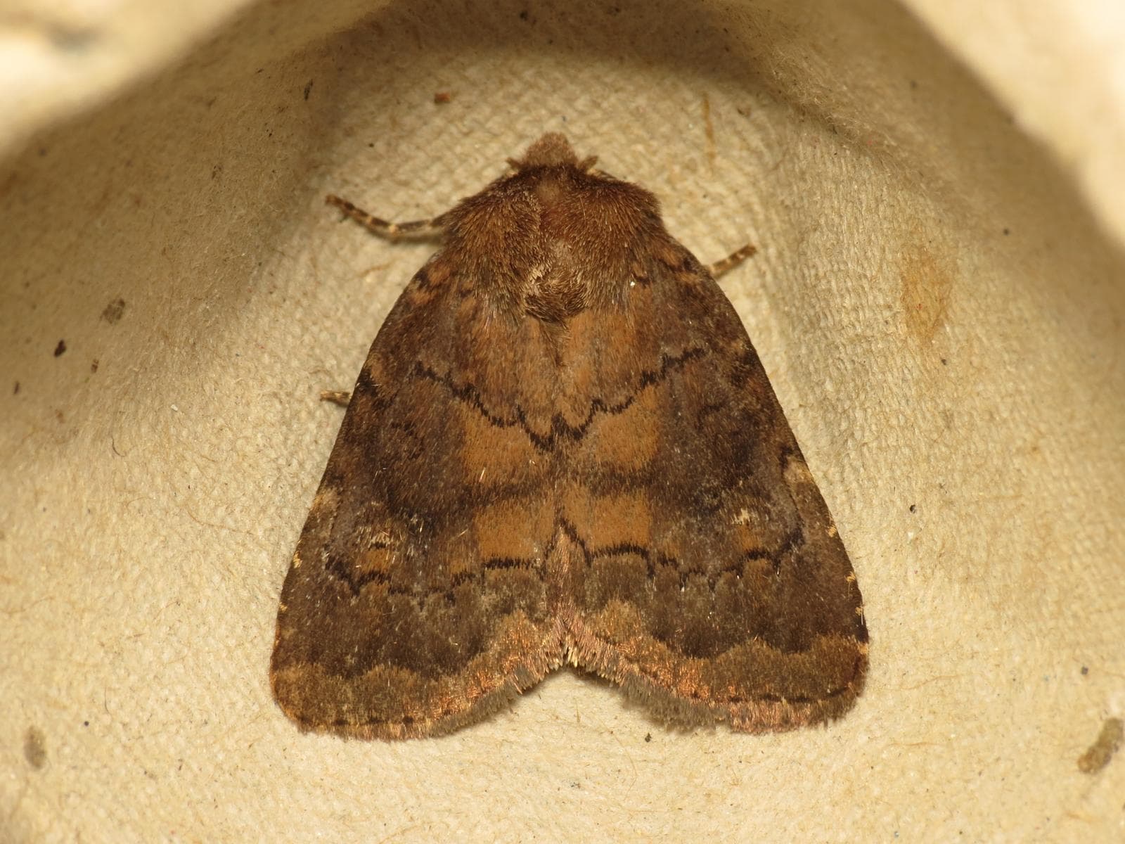 Charanyca ferruginea — 3/3