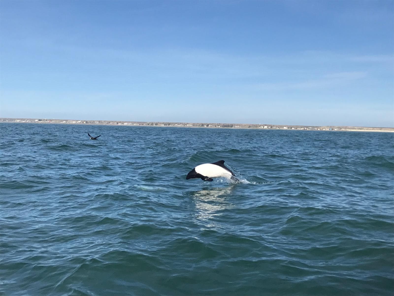 Commersons delfin — 2/3