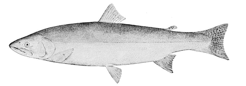 Cutthroat-öring — 2/3