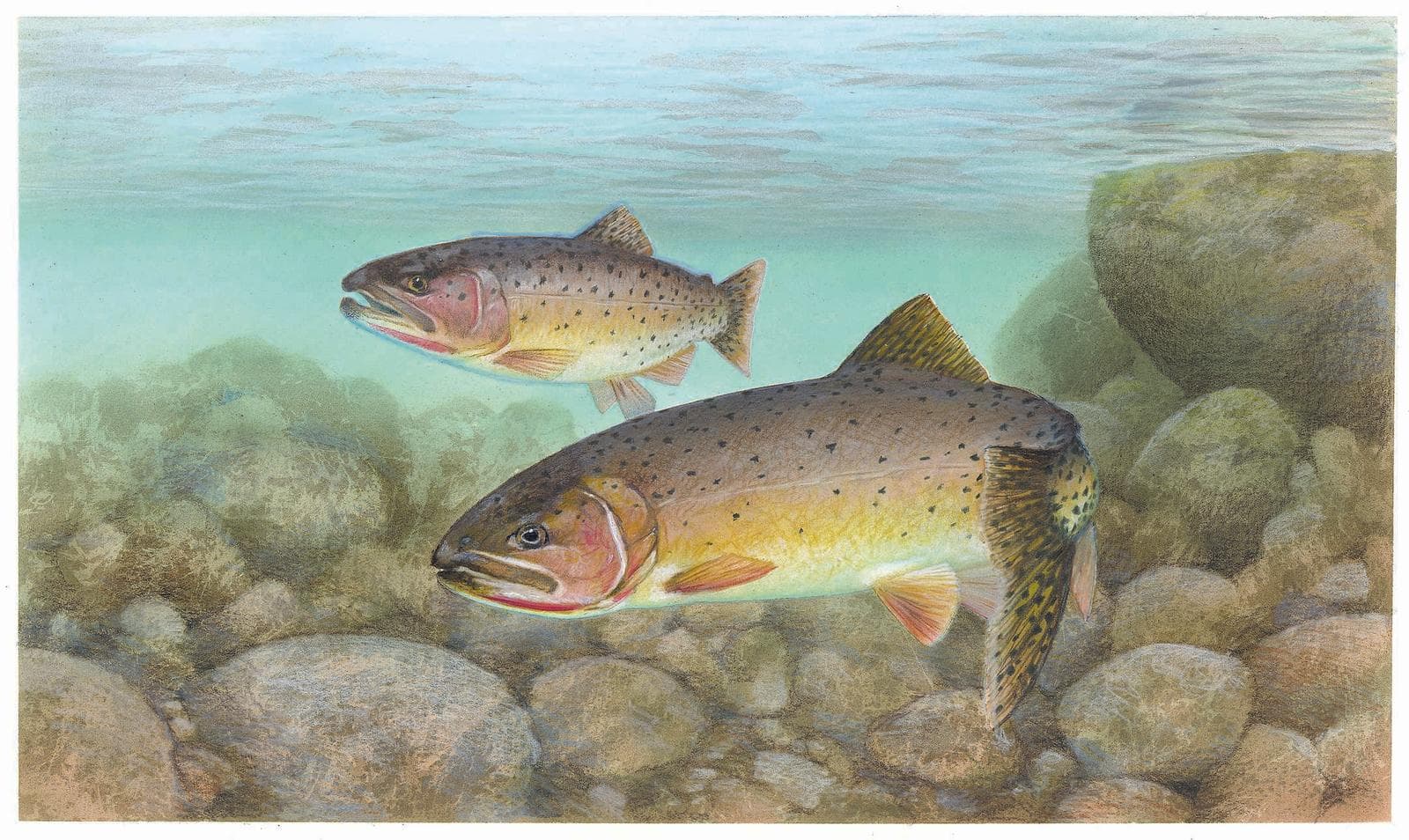 Cutthroat-öring — 3/3