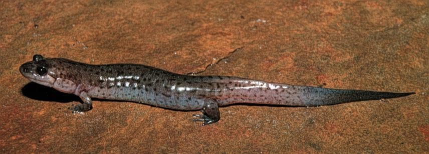 Desmognathus fuscus — 1/3