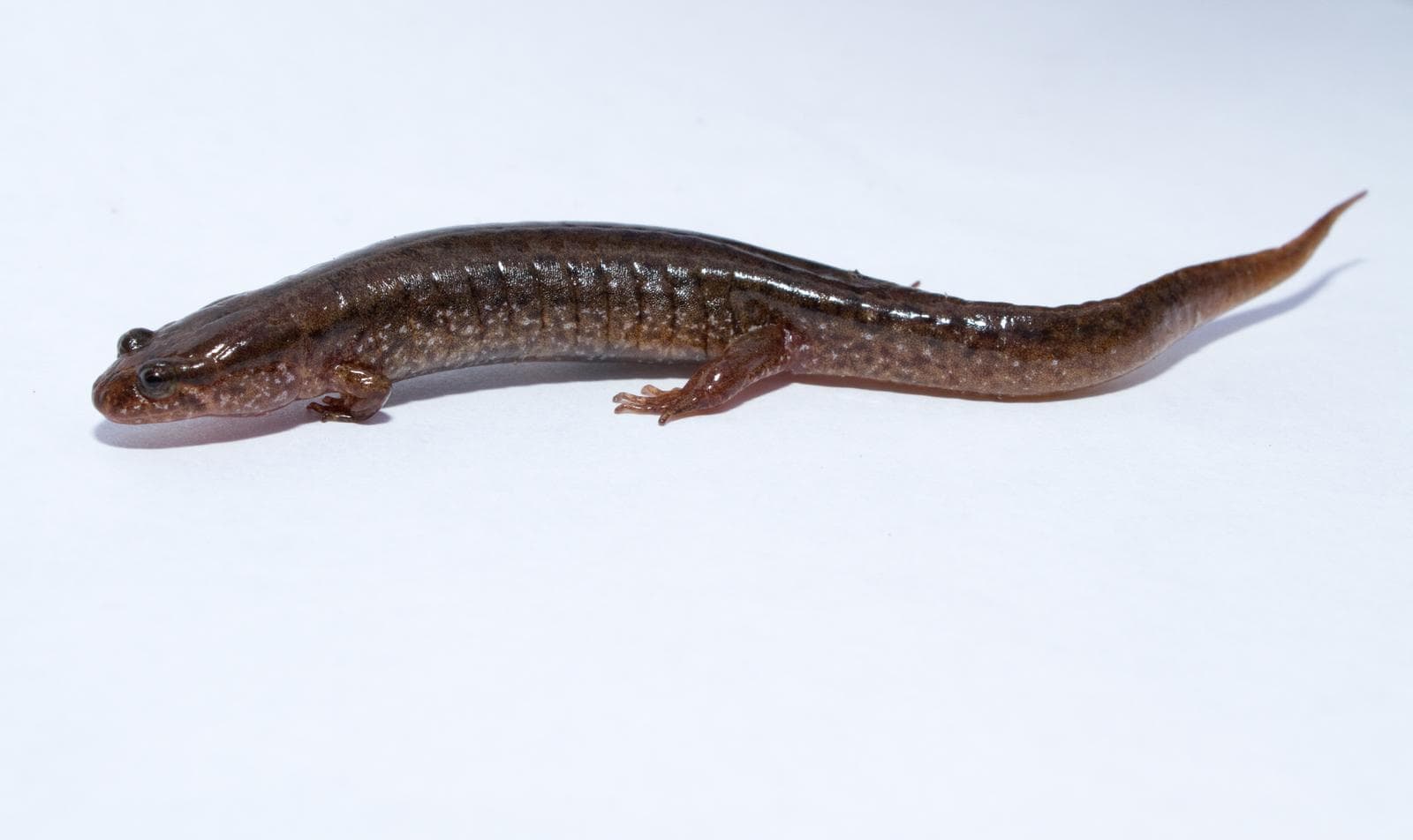 Desmognathus fuscus — 2/3