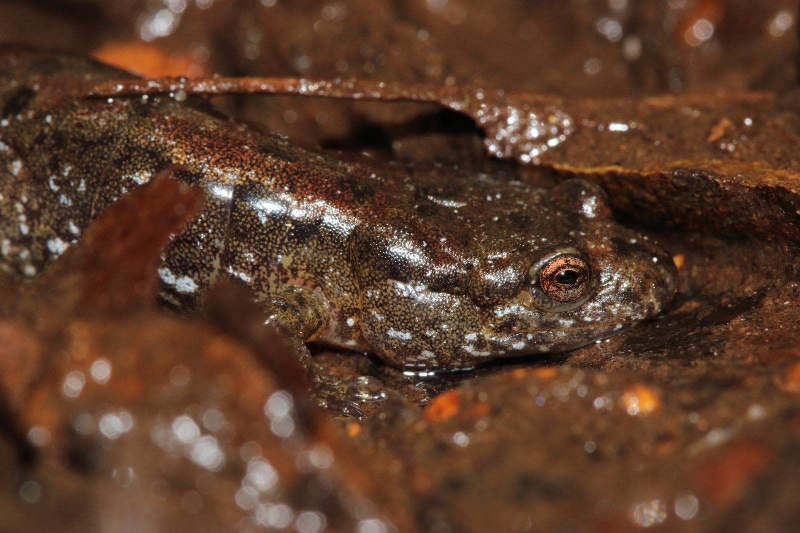 Desmognathus fuscus — 3/3