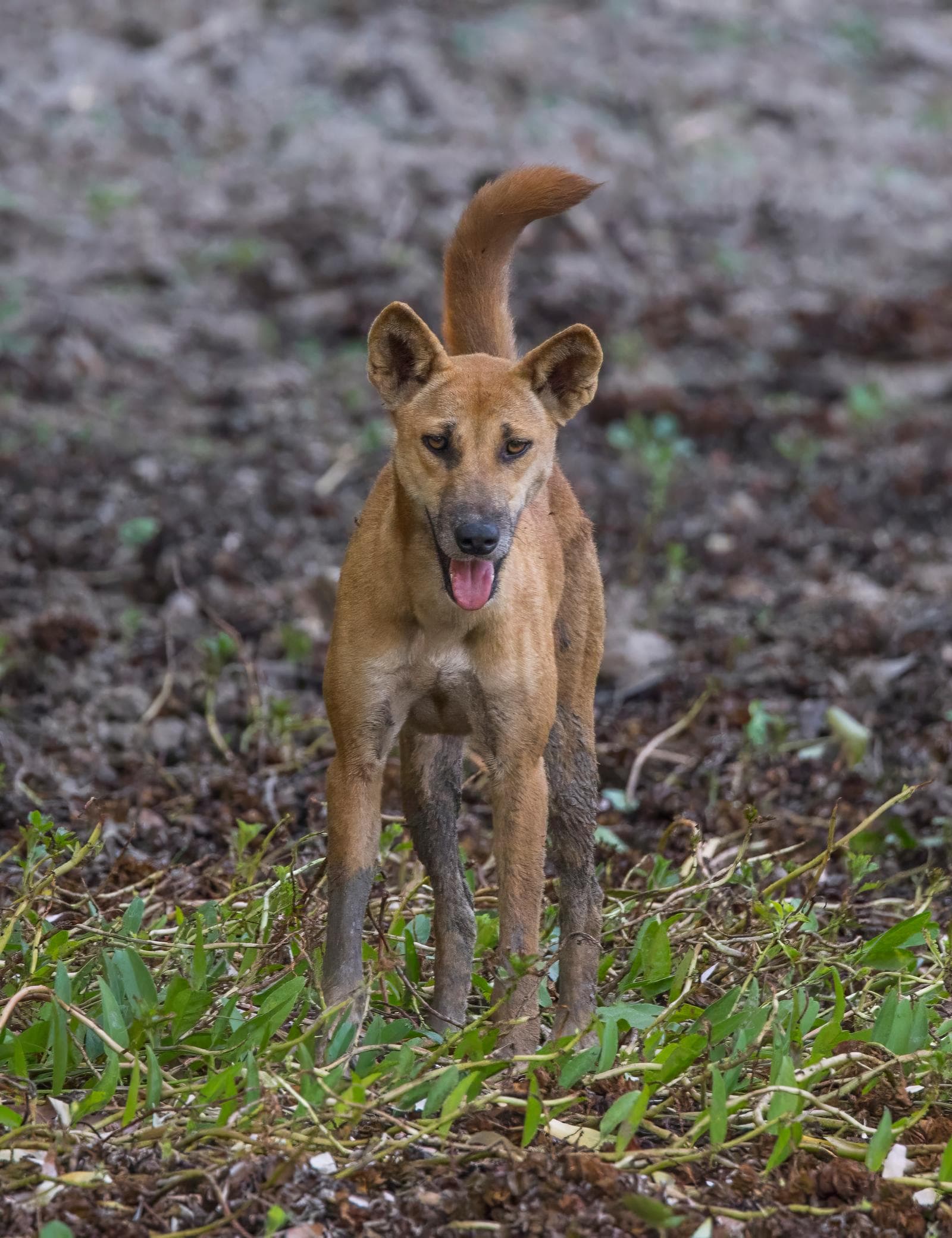 Dingo — 1/3