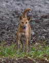 Dingo