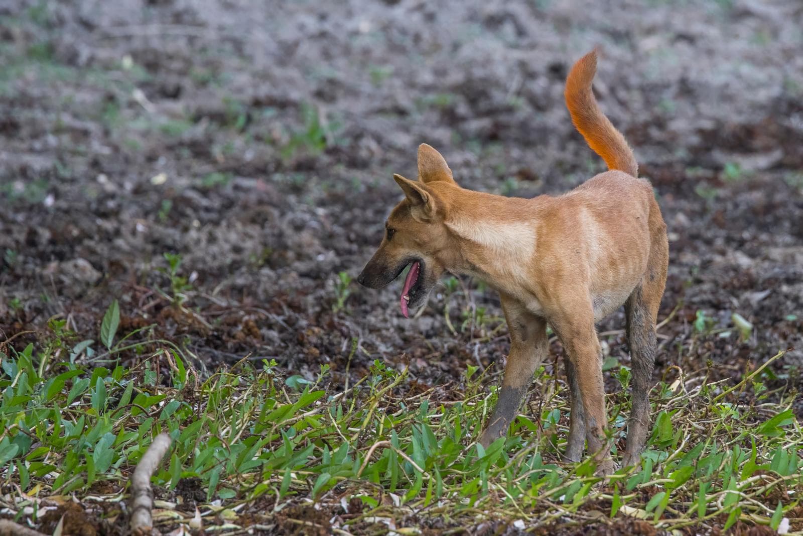 Dingo — 2/3