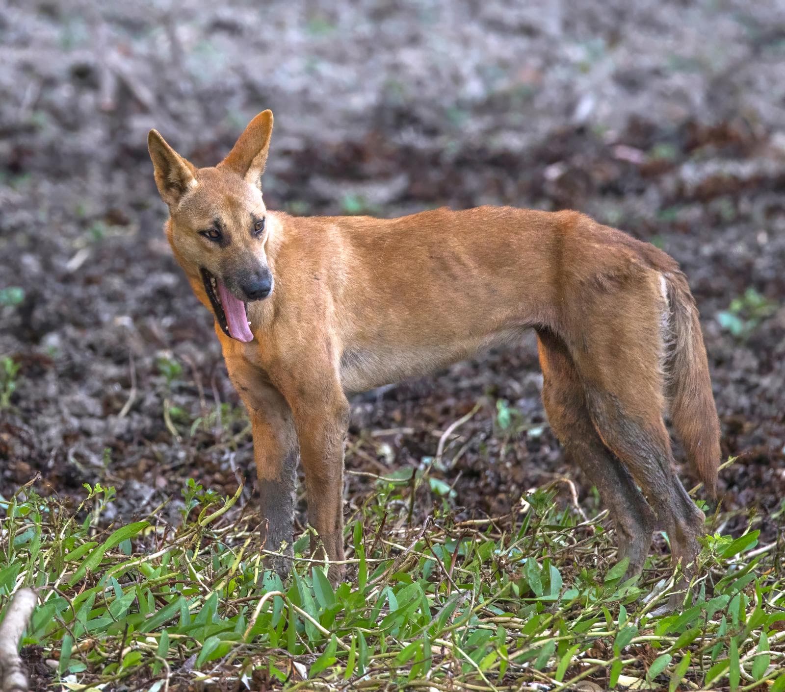 Dingo — 3/3