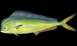 Dorado (Gulddelfin) — 2/3