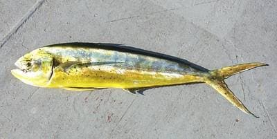 Dorado (Gulddelfin)