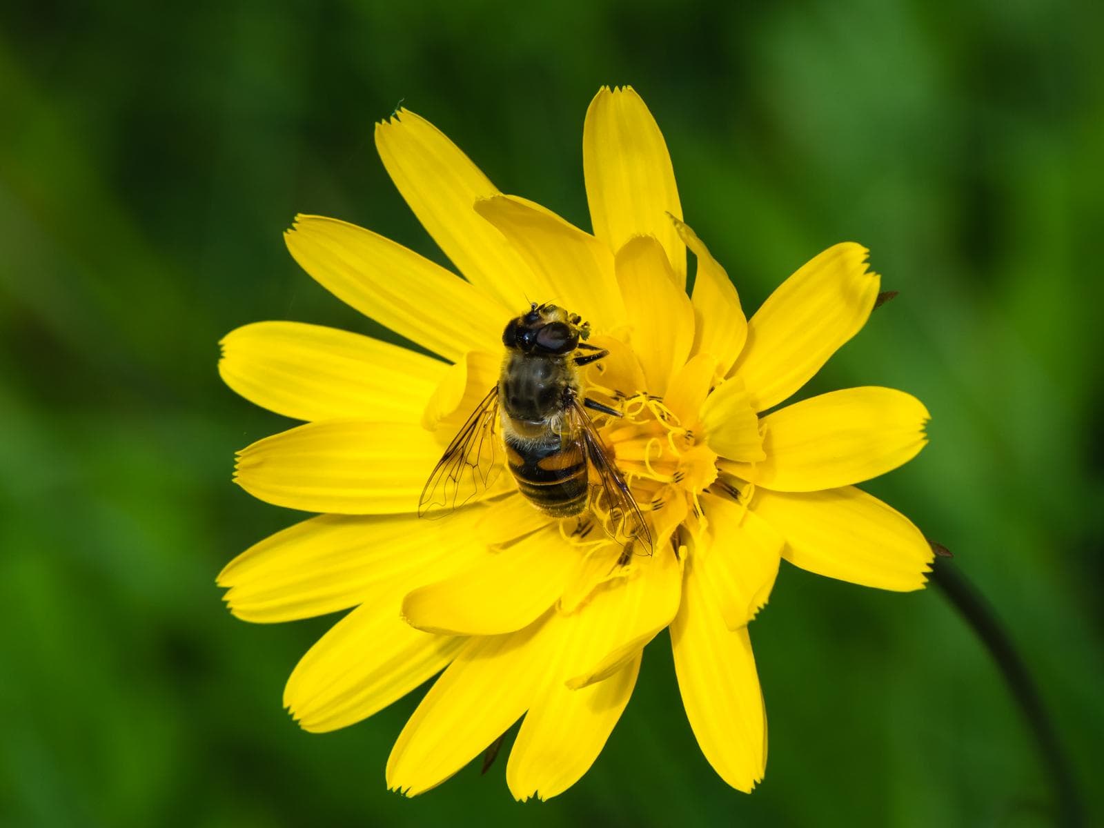 Drönarblomfluga — 2/3