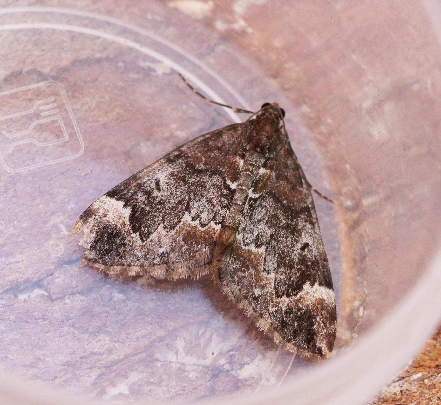 Dysstroma truncata — 2/3