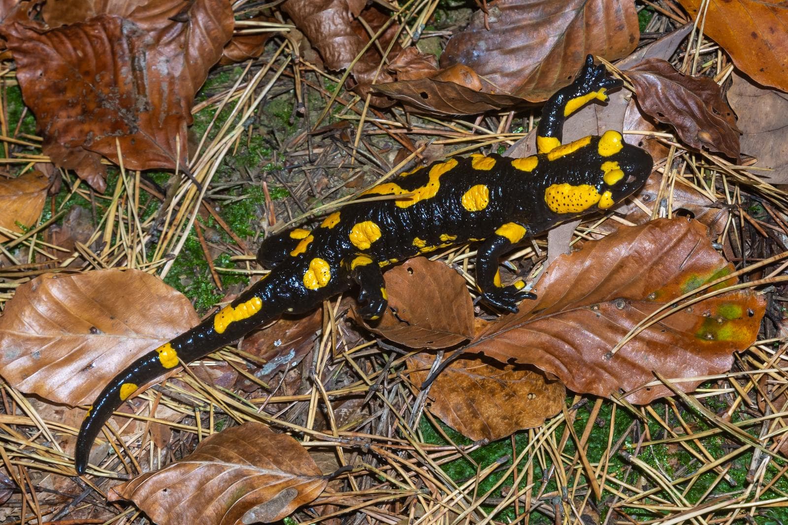 Eldsalamander — 3/3