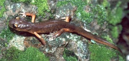 Ensatina — 1/3