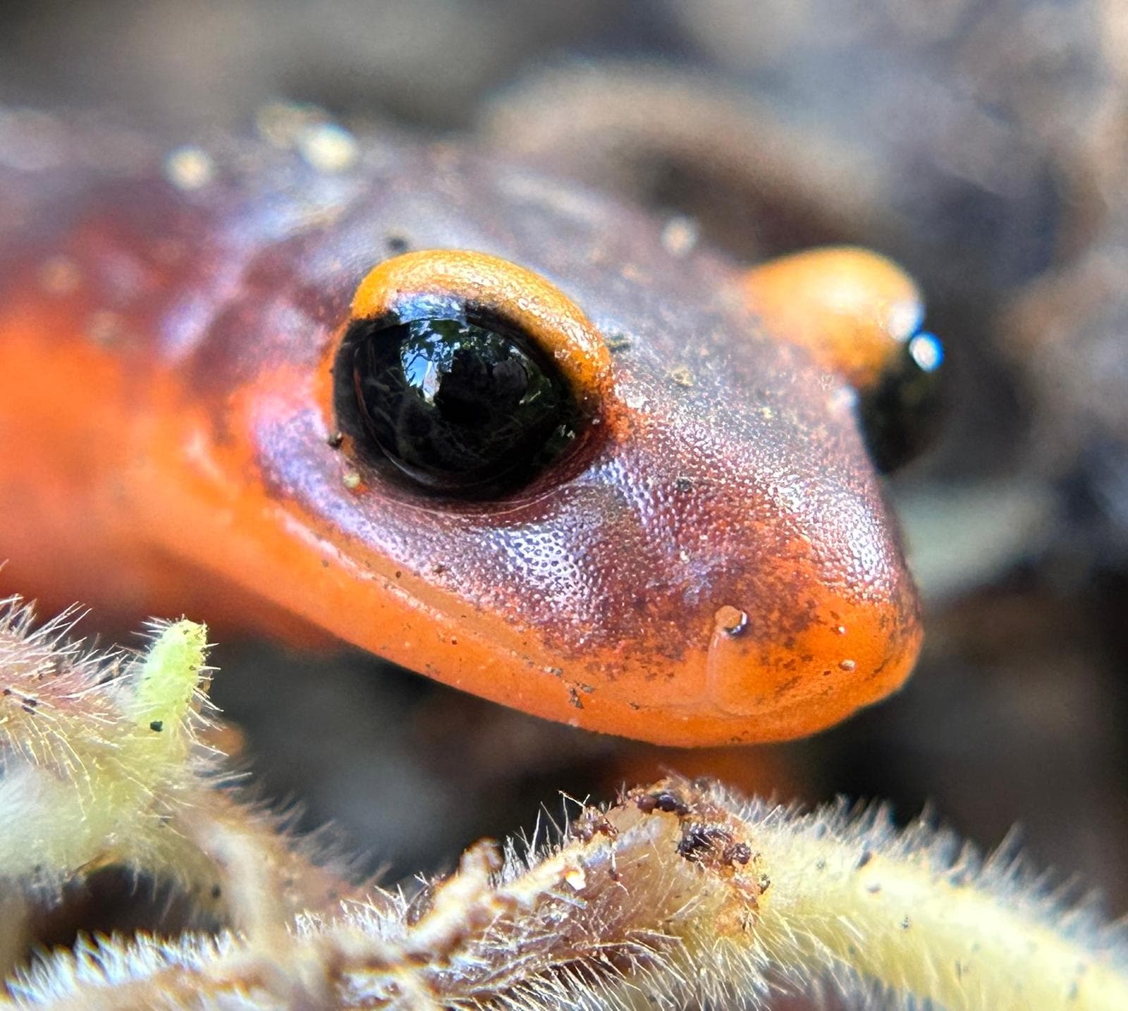 Ensatina — 3/3