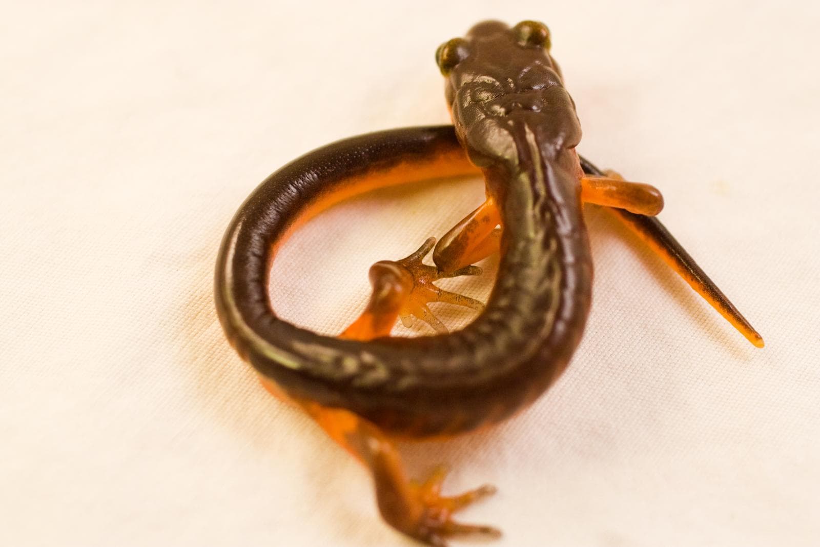 Ensatina — 2/3