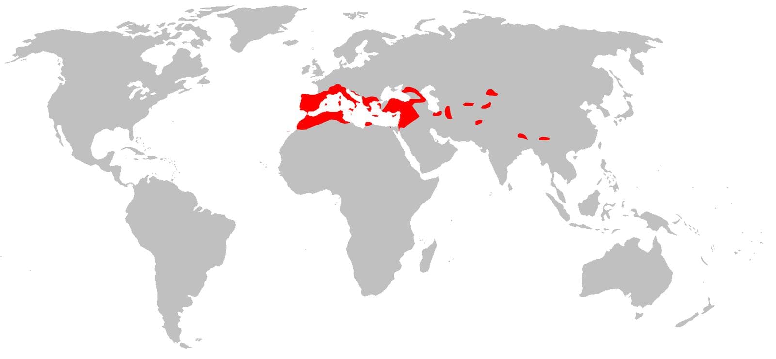 Europésmalsvansfladdermus — 1/3