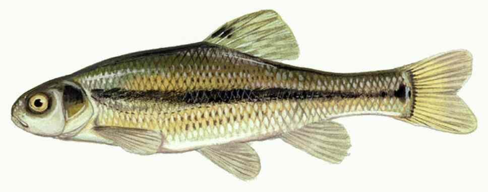Fathead minnow / Rosy red — 1/3