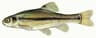 Fathead minnow / Rosy red