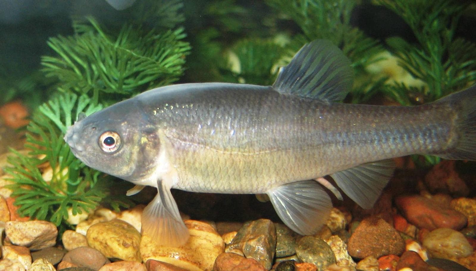 Fathead minnow / Rosy red — 2/3