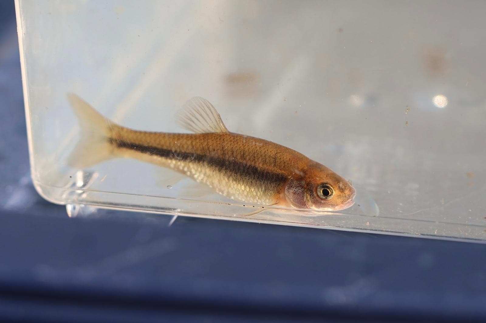 Fathead minnow / Rosy red — 3/3