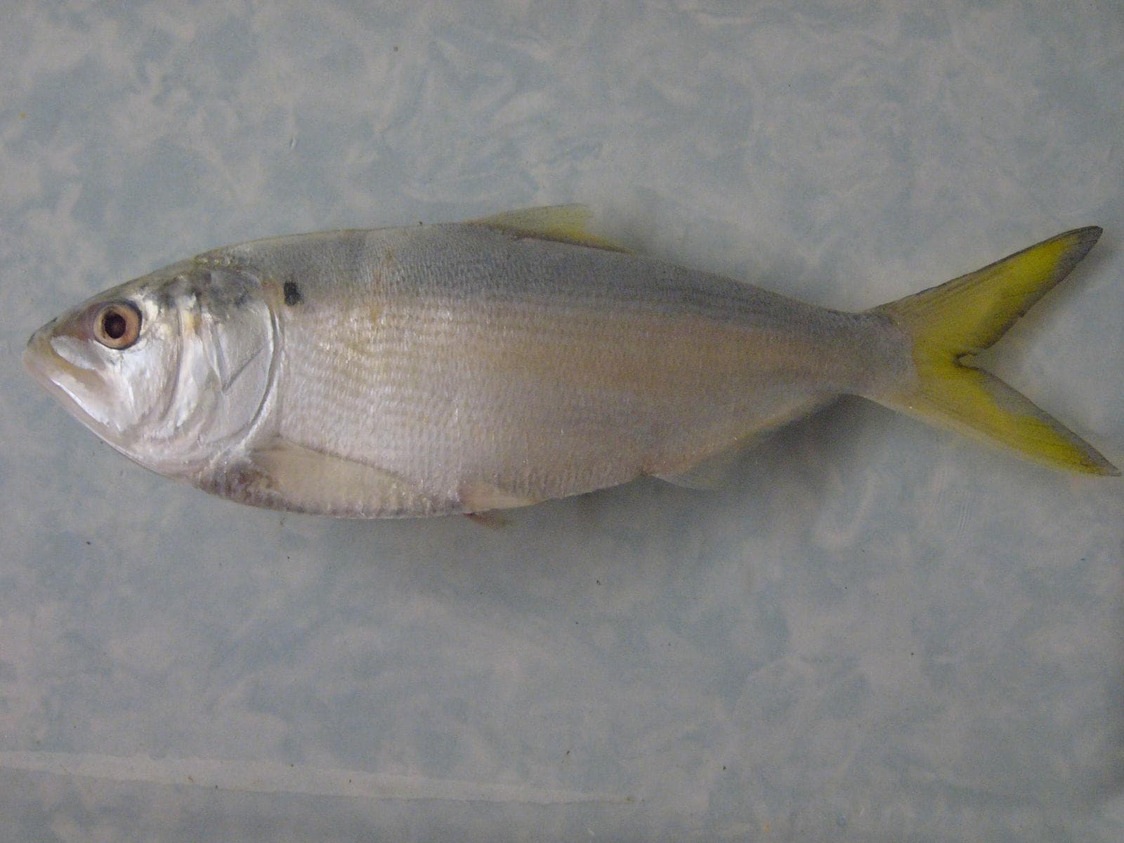 Finfjällig menhaden — 1/1