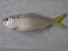 Finfjällig menhaden