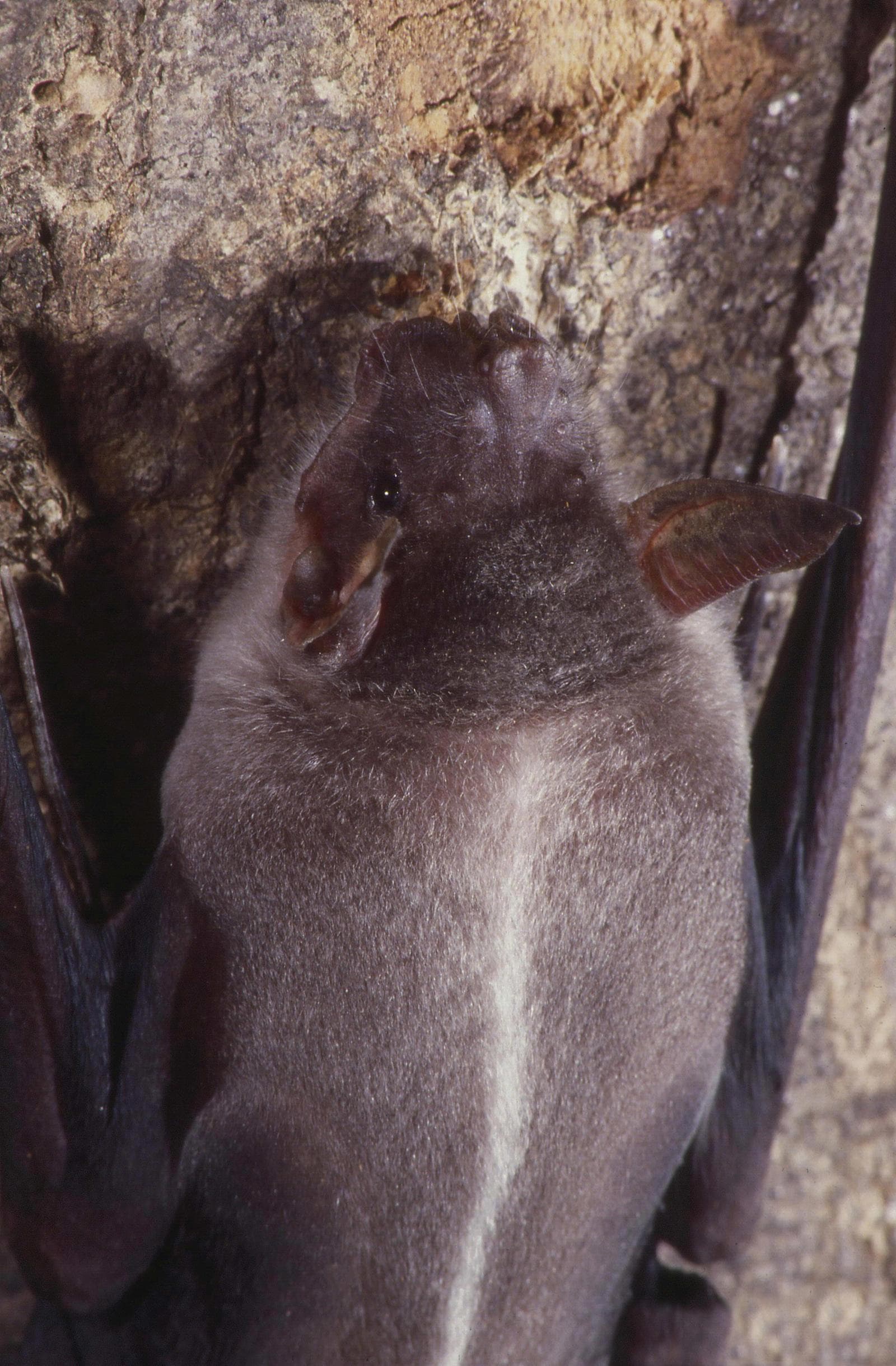 Fiskflagermus — 1/3