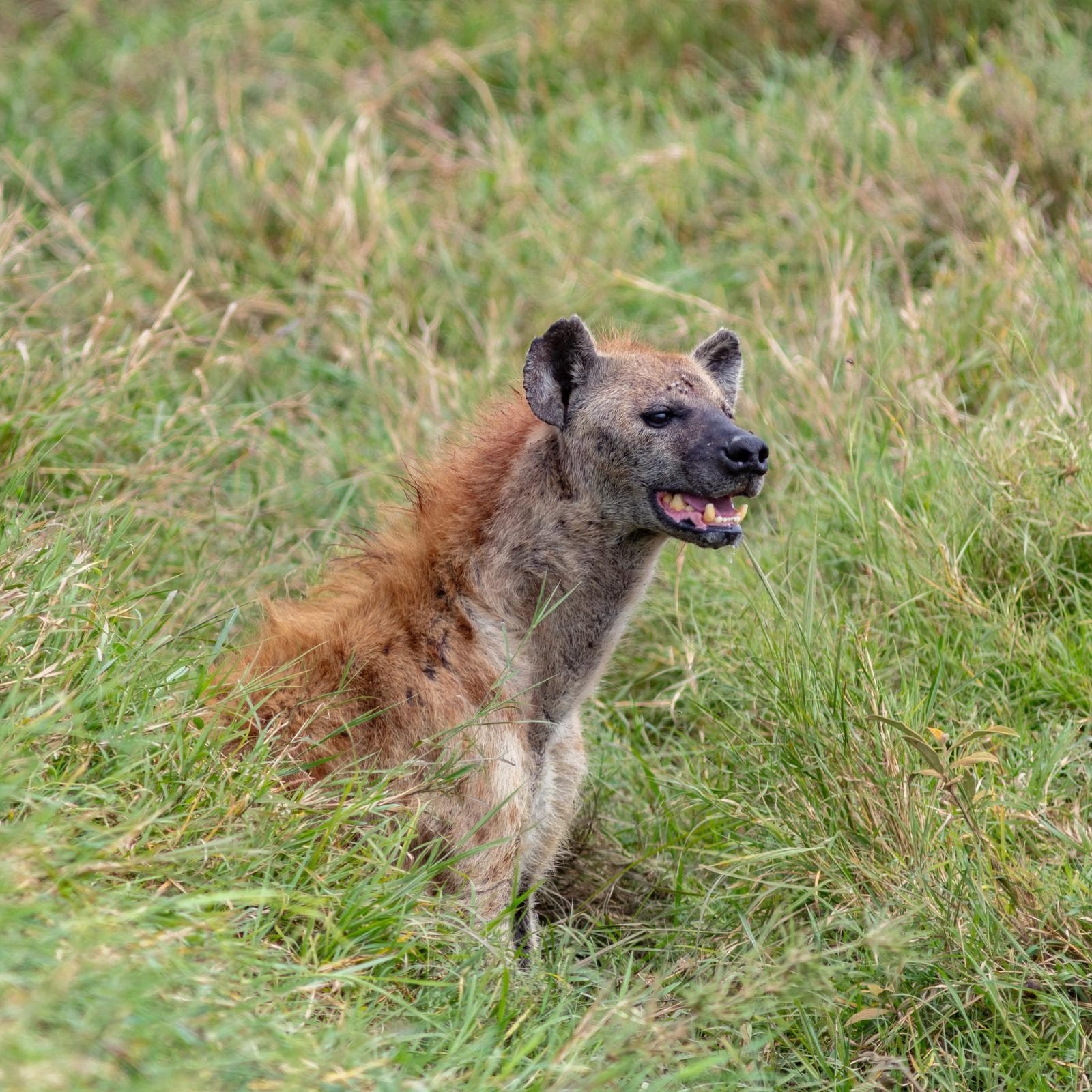 Fläckig hyena — 1/3