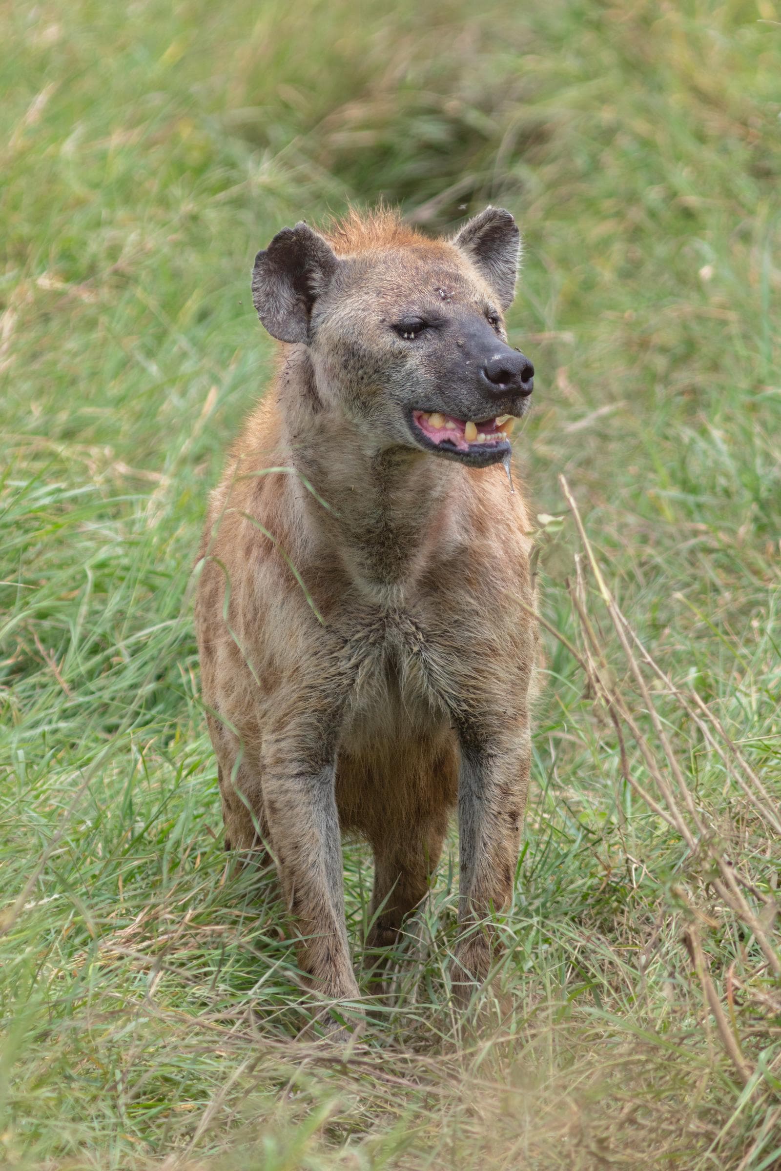 Fläckig hyena — 2/3