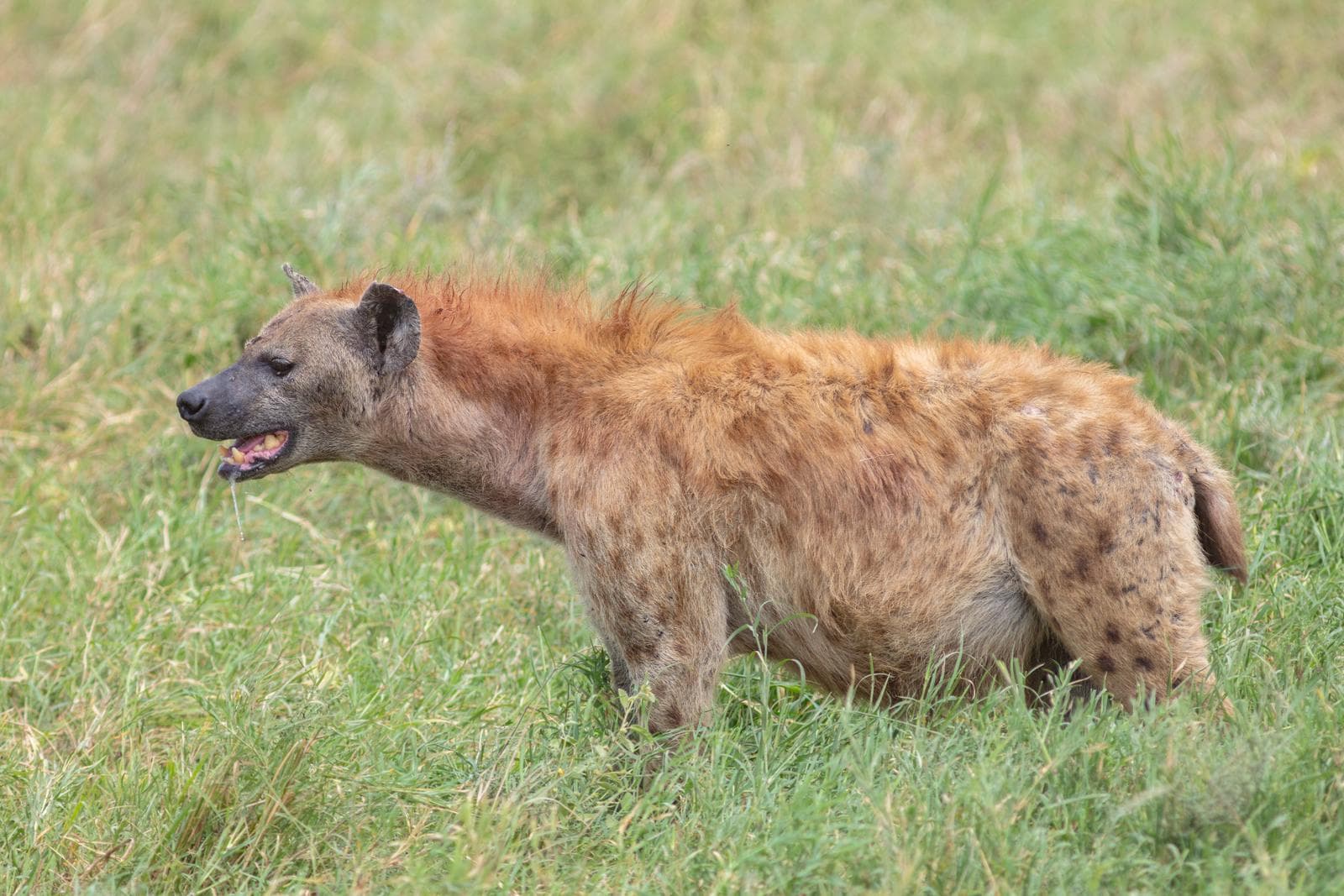 Fläckig hyena — 3/3