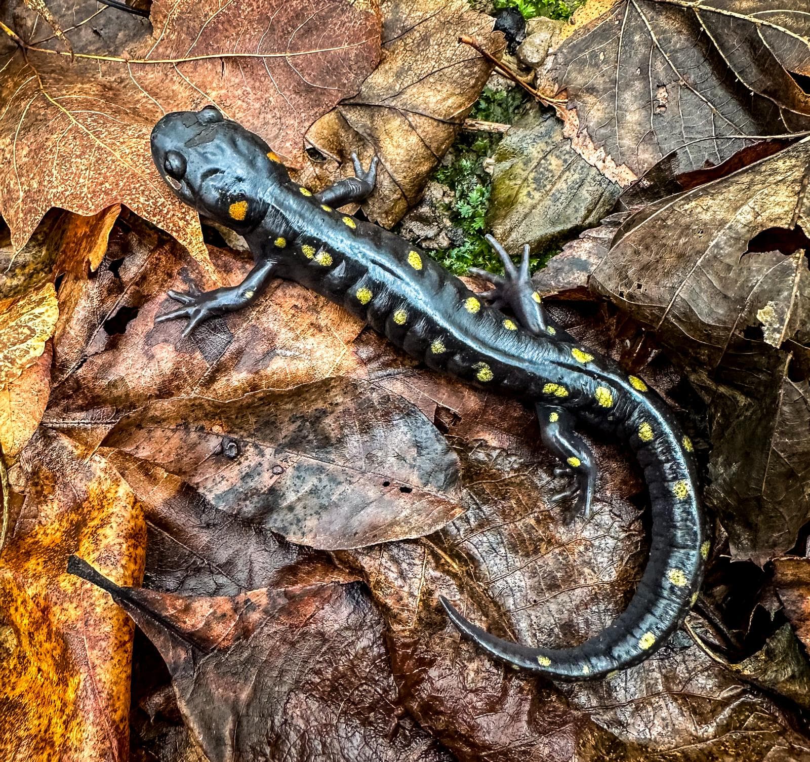 Fläcksalamander — 3/3