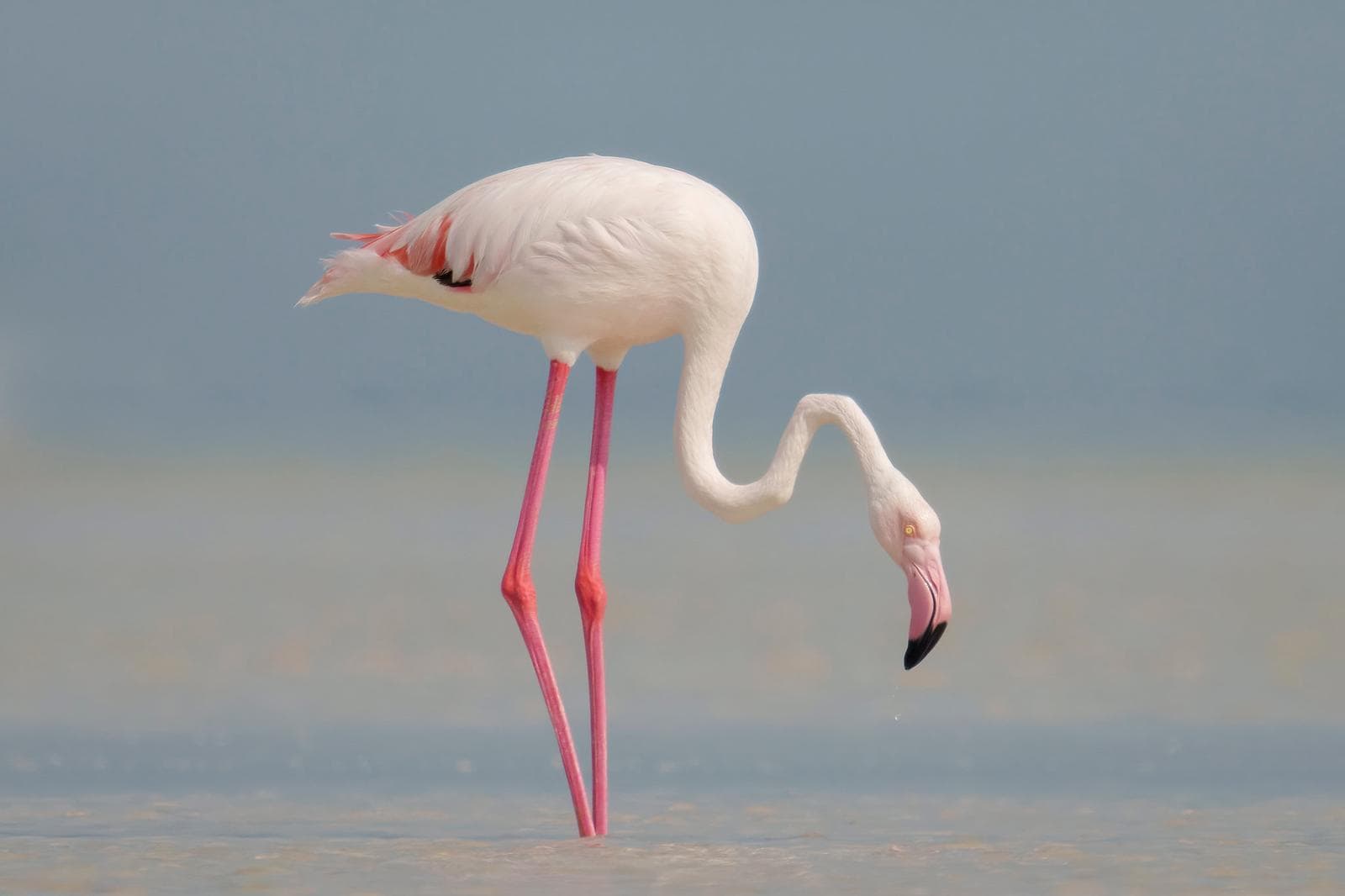 Flamingo — 2/3