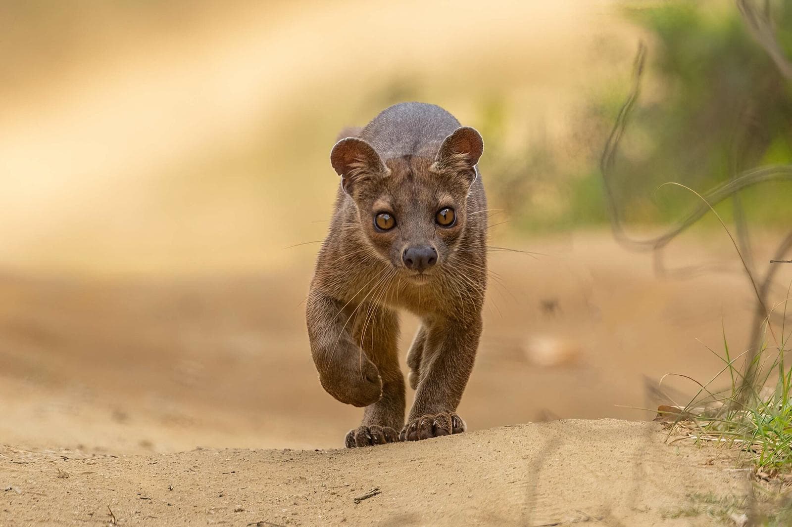 Fossa — 2/3