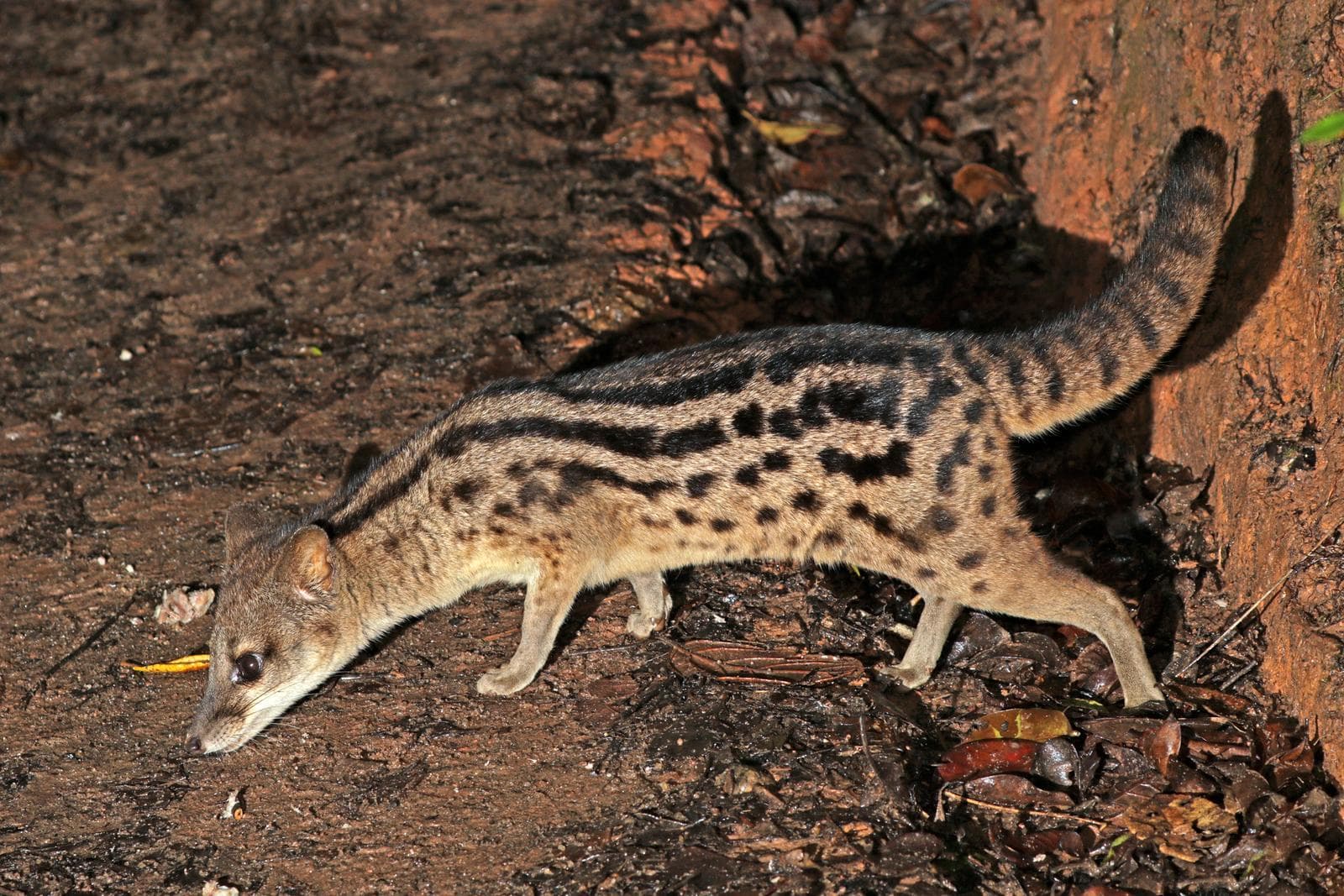 Fossa — 3/3