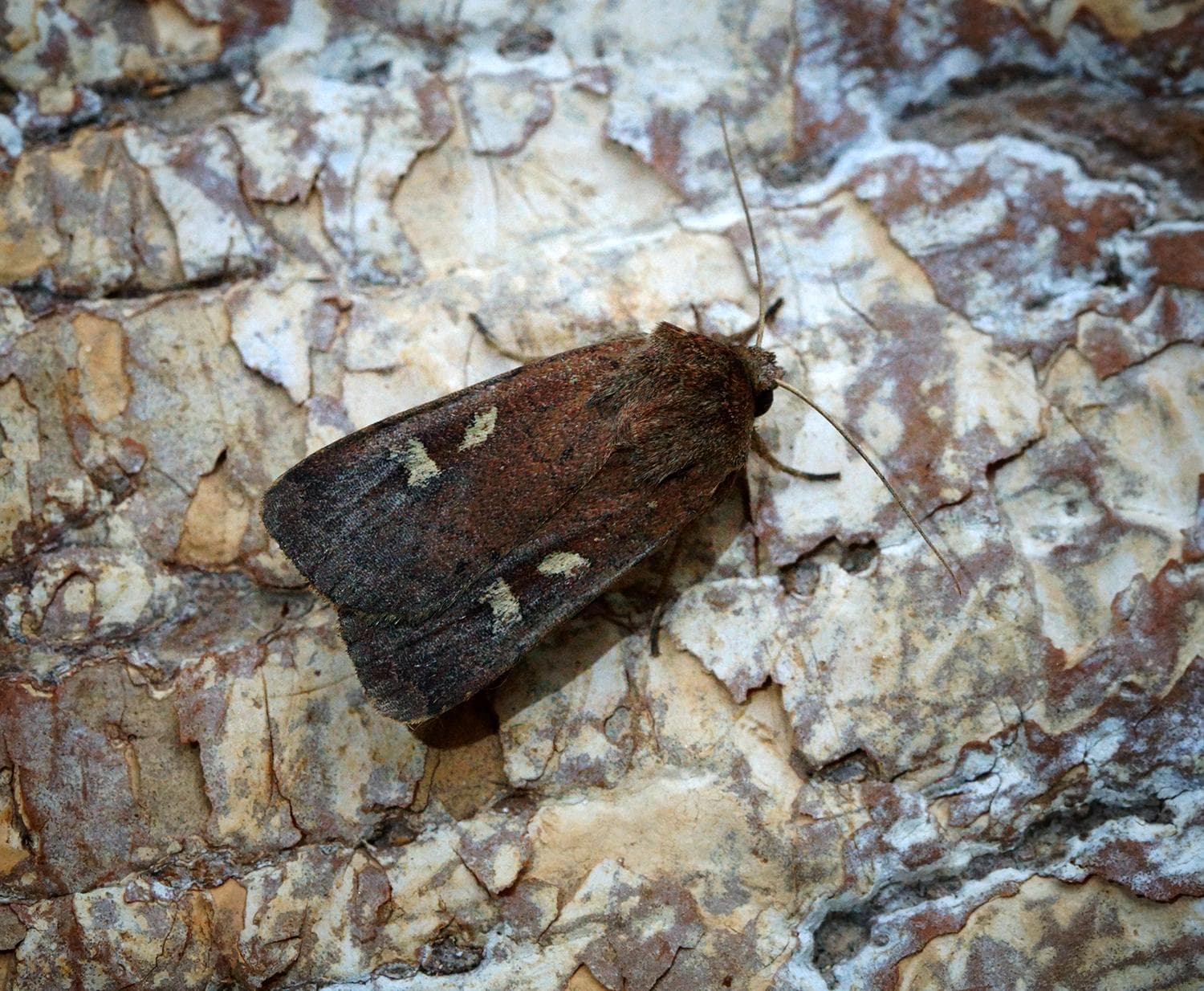 Fyrkantig jordfly — 2/3