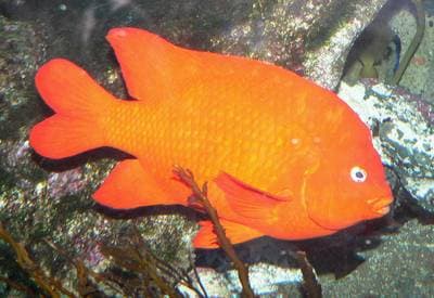 Garibaldifisk