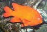 Garibaldifisk