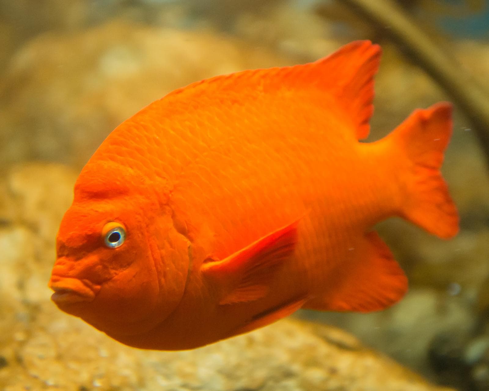 Garibaldifisk — 2/3