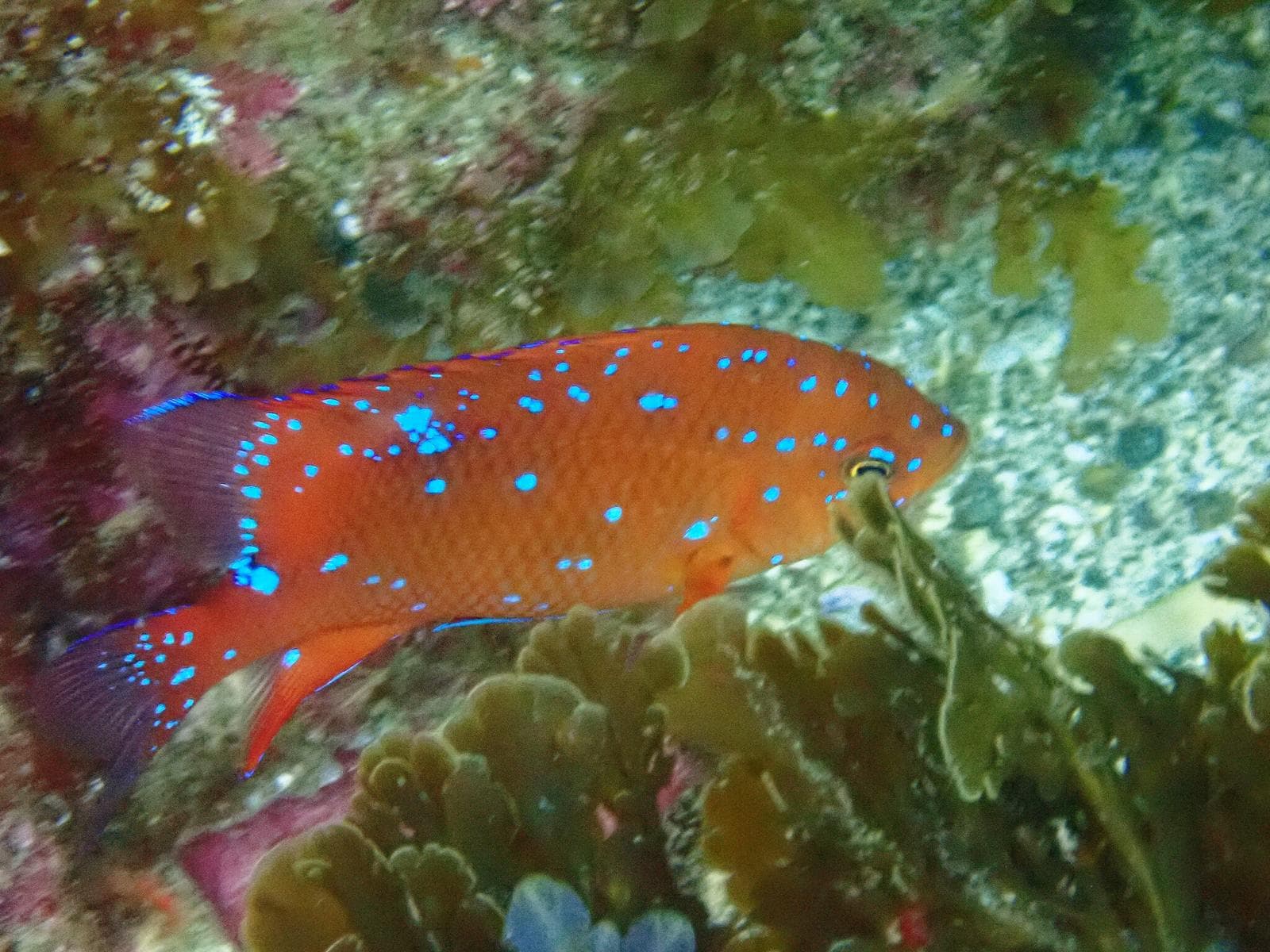 Garibaldifisk — 3/3