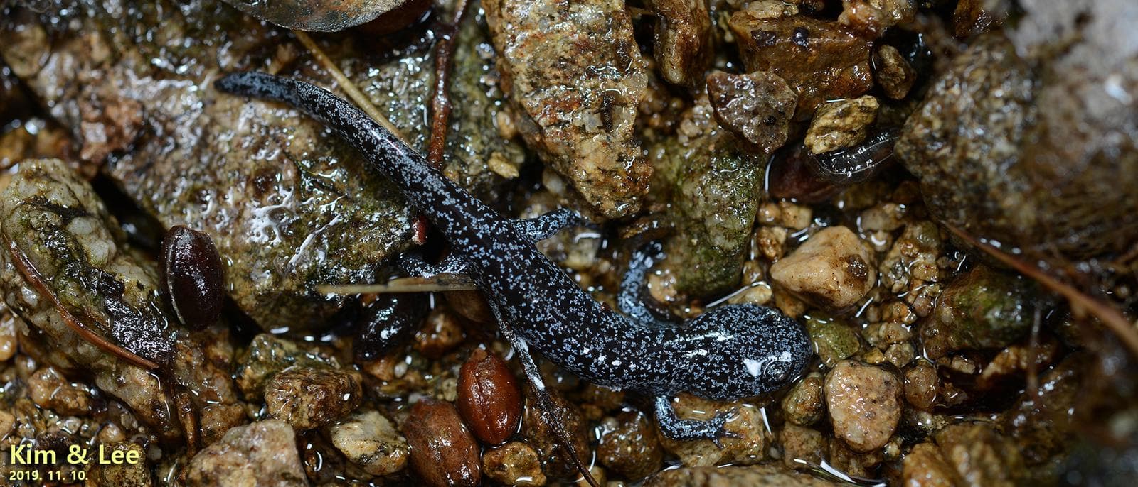 Gensansalamander — 1/3