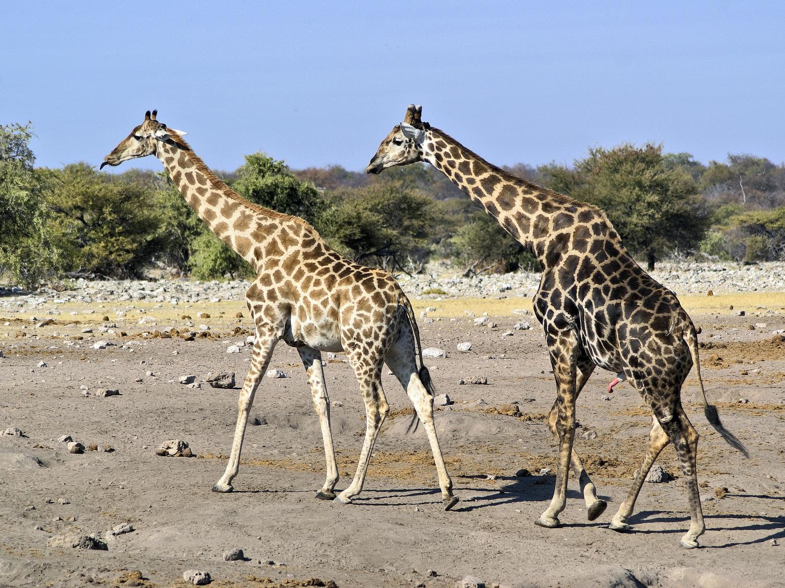 Giraff — 3/3