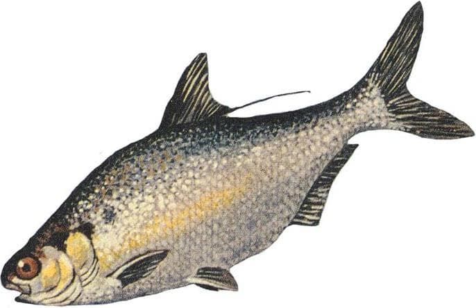 Gizzardshad — 1/3